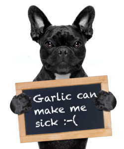 Garlic flea clearance treatment for dogs