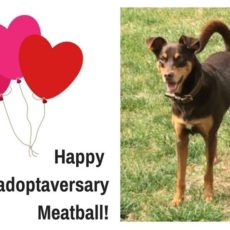 Happy 1st Adoptaversary Meatball!