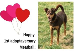 happy-1st-adoptaversary-meatball-3