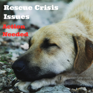 rescue-crisis-issues