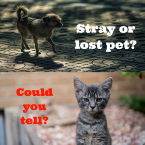 stray-or-lost-pet