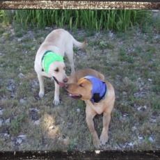 Happy & Healthy Dog Ears with the “No Flap Ear Wrap”