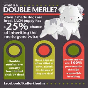 what is a double merle